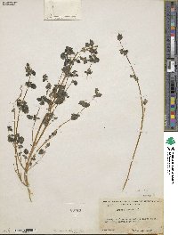 Hesperocnide tenella image