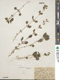 Hesperocnide tenella image