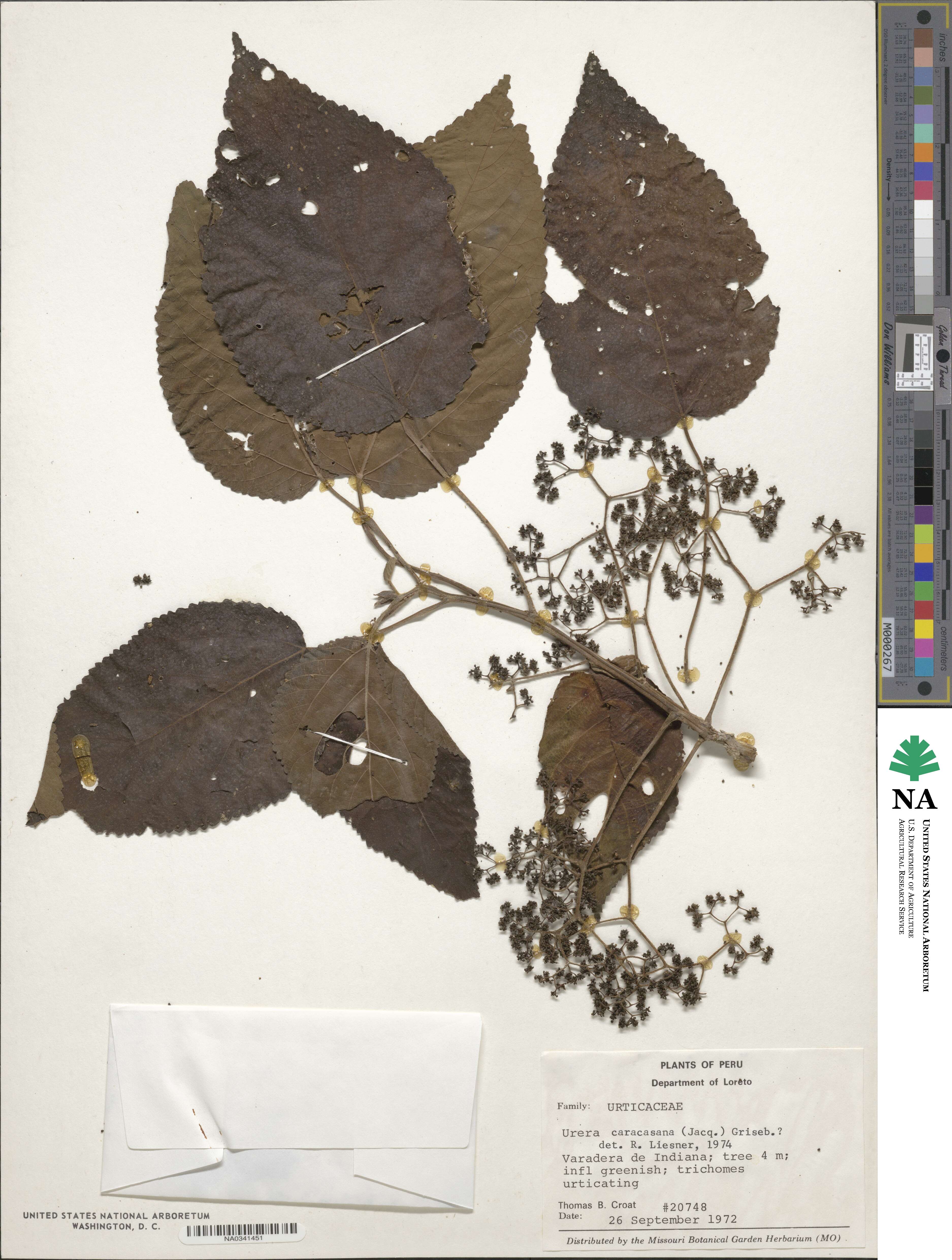 Urera caracasana image