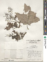 Media resource of Urera laciniata