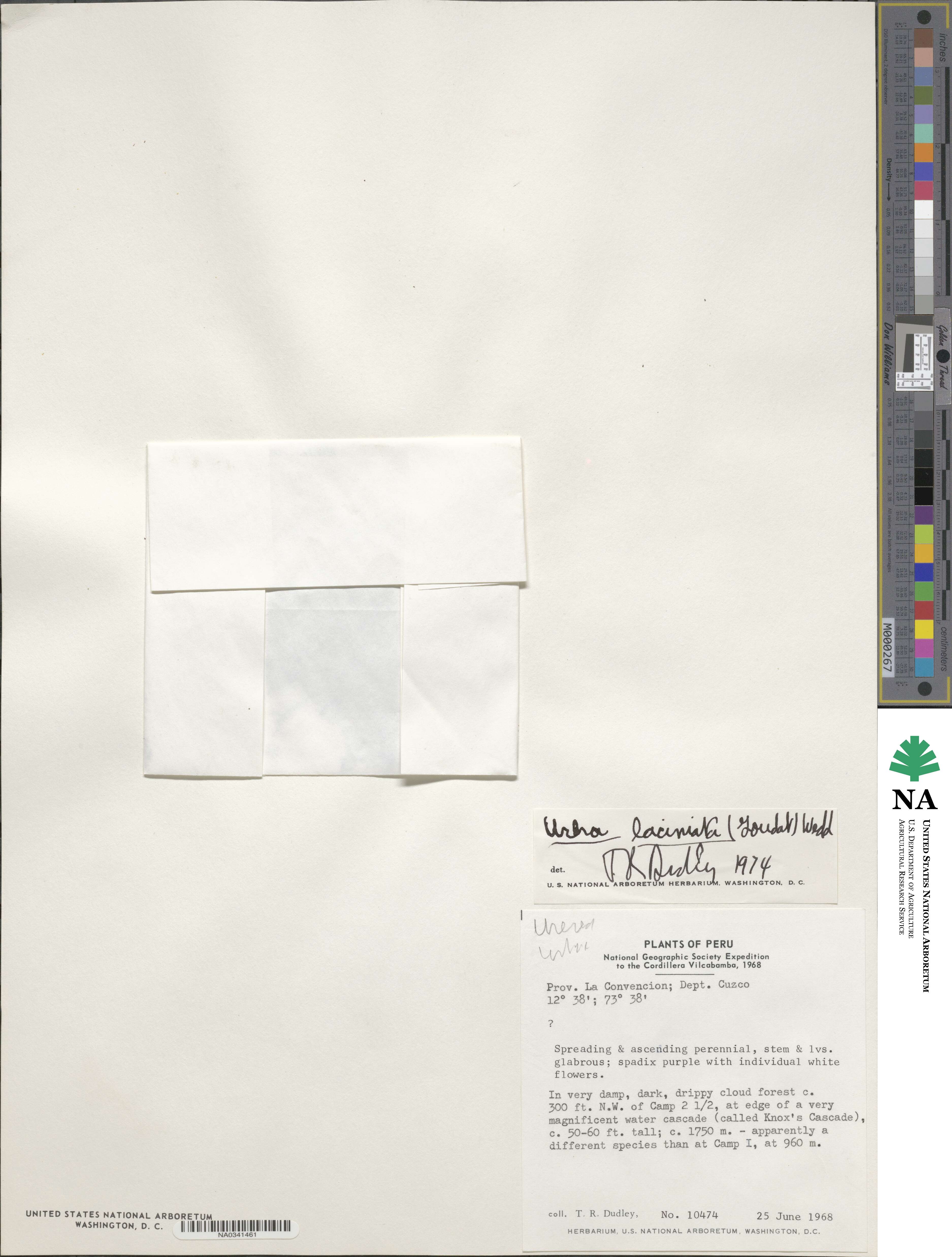 Urera laciniata image