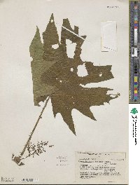 Urera laciniata image