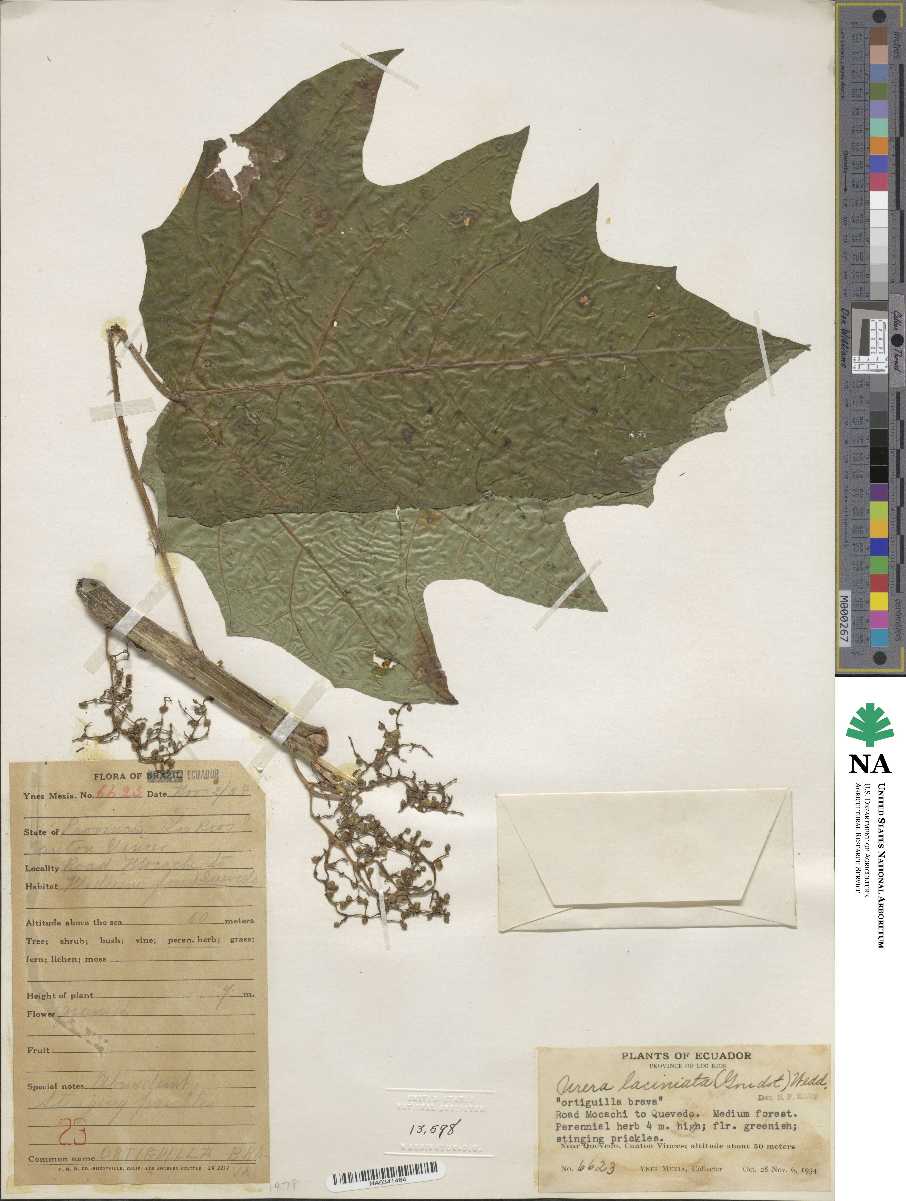 Urera laciniata image