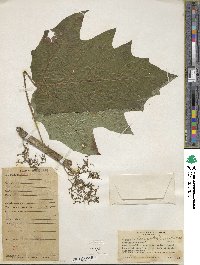 Image Associated With the Occurrence