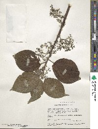 Scepocarpus hypselodendron image