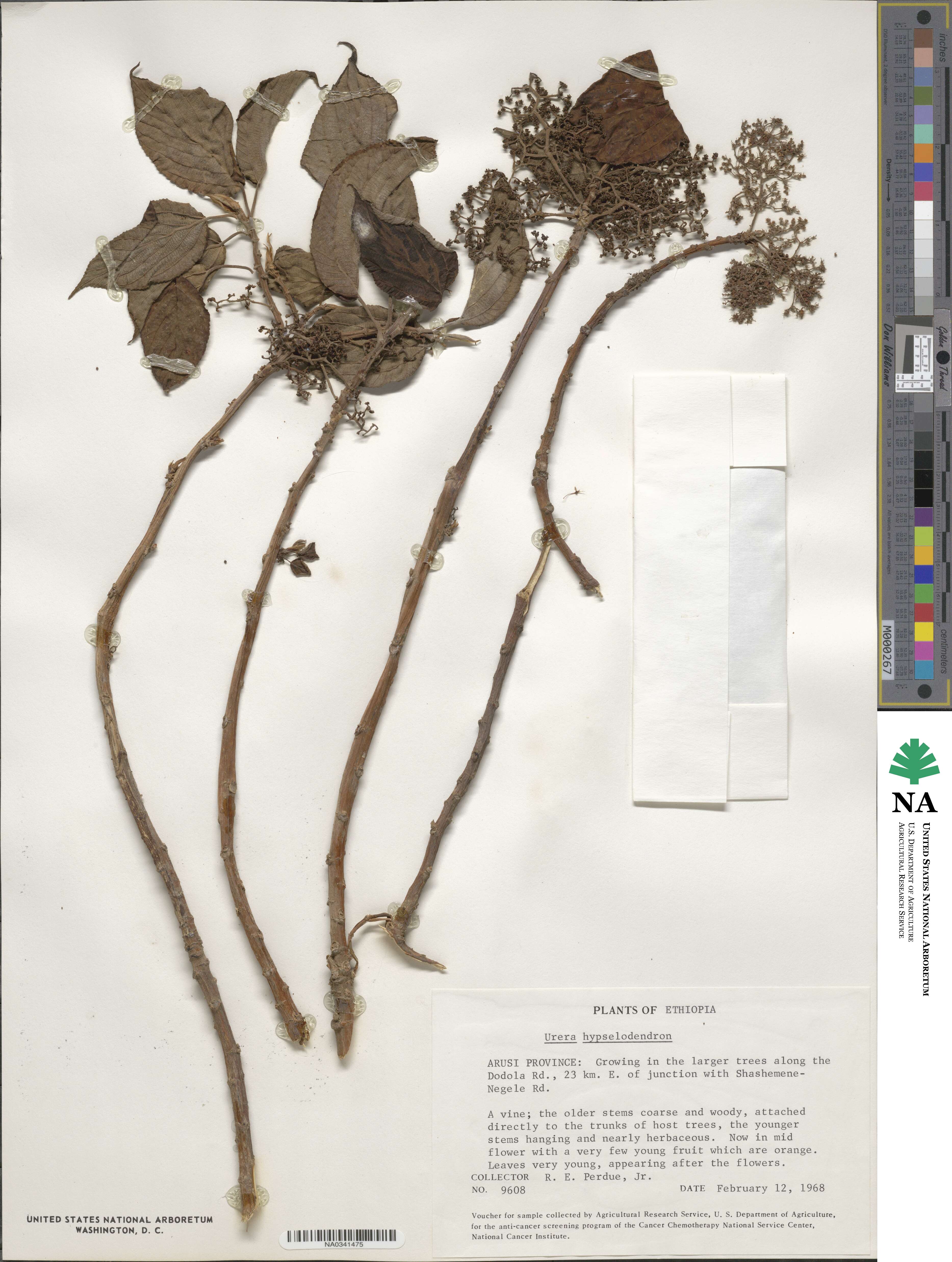 Scepocarpus hypselodendron image