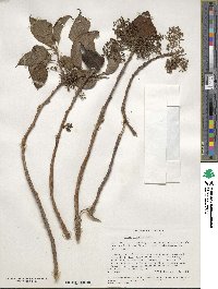 Scepocarpus hypselodendron image