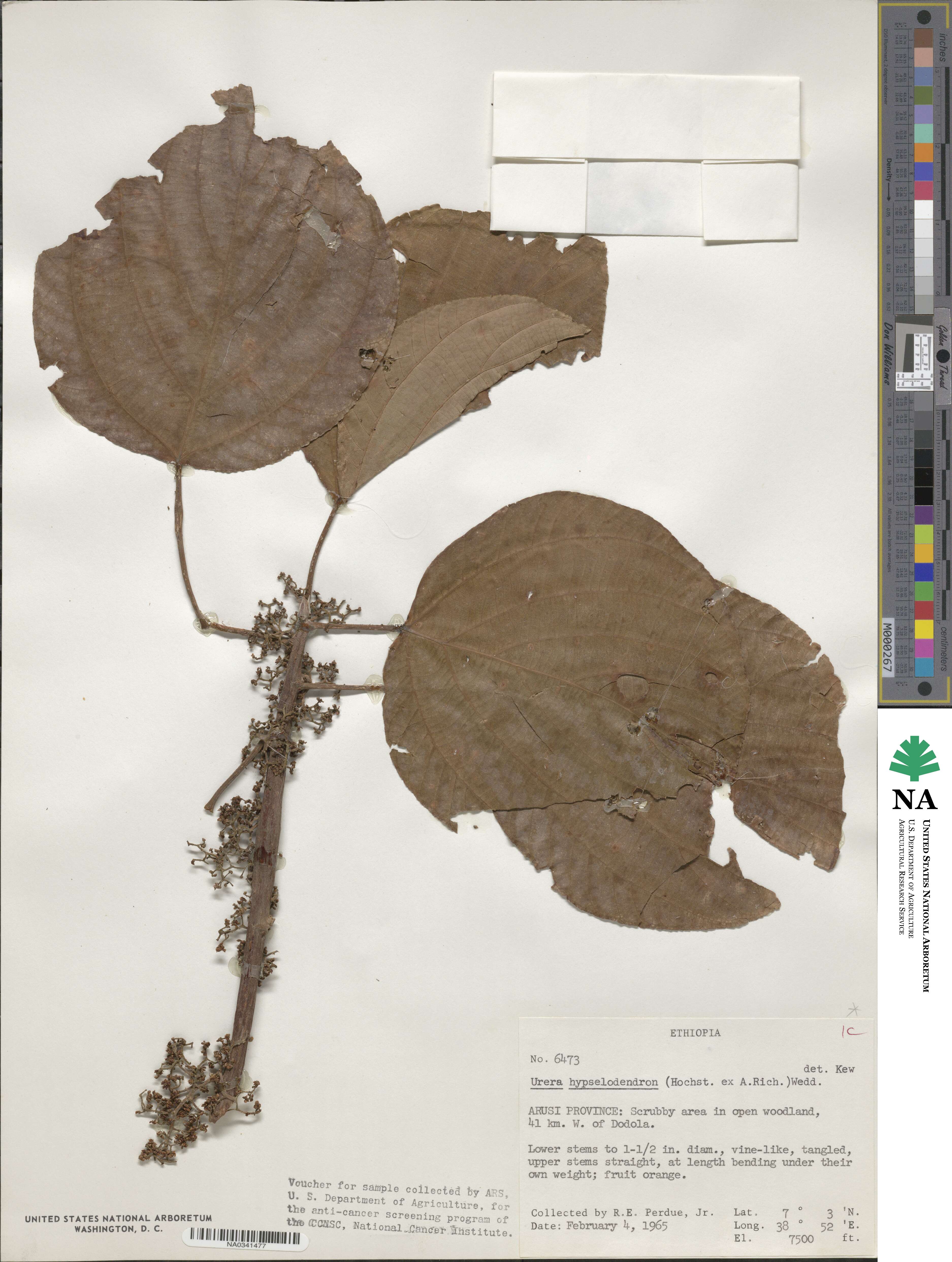 Scepocarpus hypselodendron image