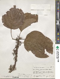 Scepocarpus hypselodendron image