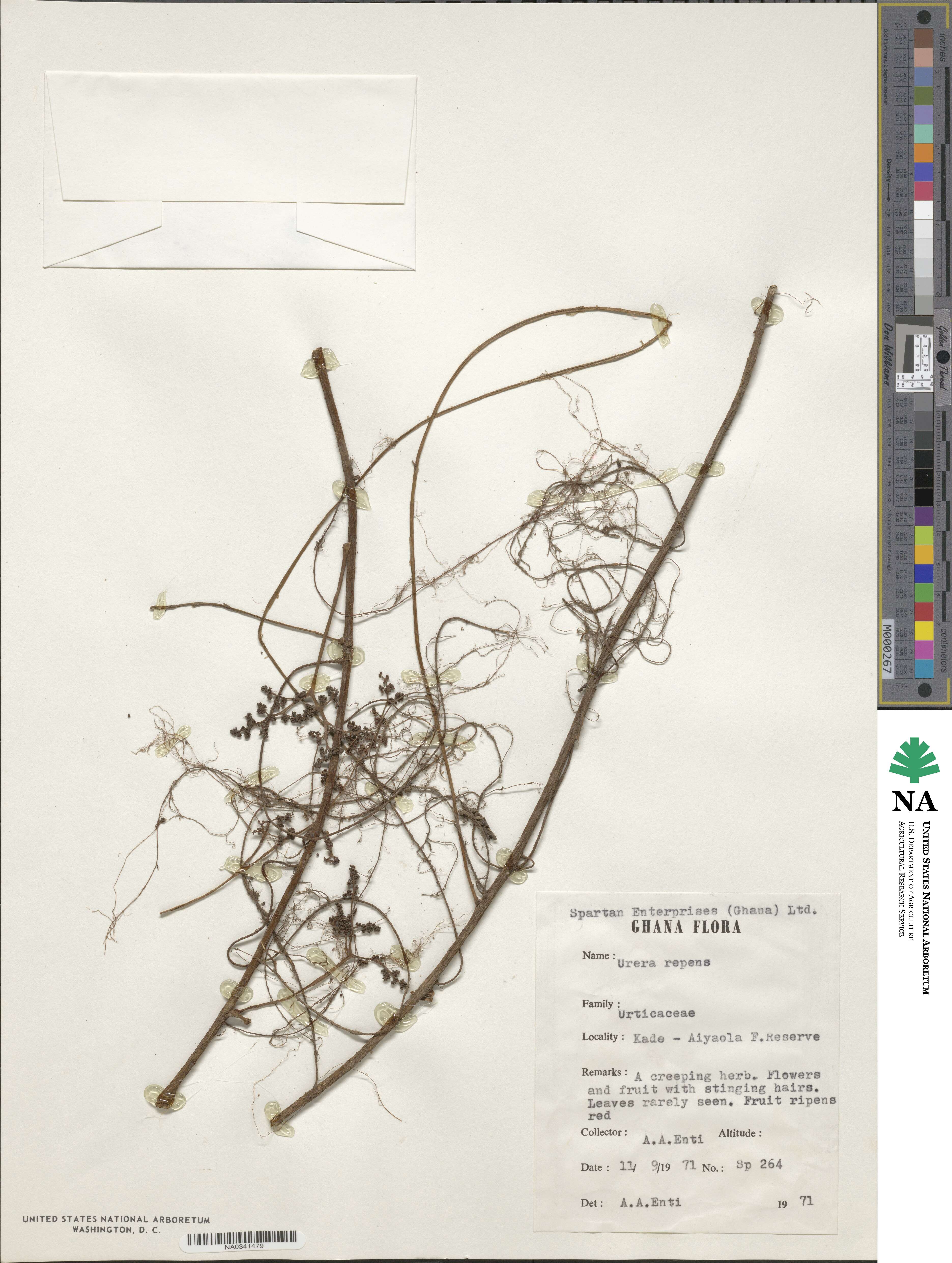 Scepocarpus repens image