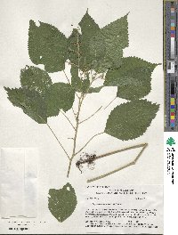 Laportea canadensis image