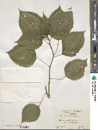 Laportea canadensis image