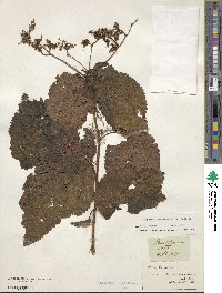 Laportea canadensis image