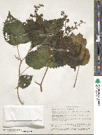 Laportea canadensis image