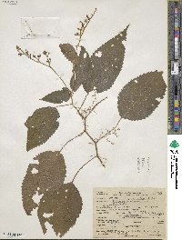 Laportea canadensis image