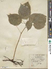 Laportea canadensis image