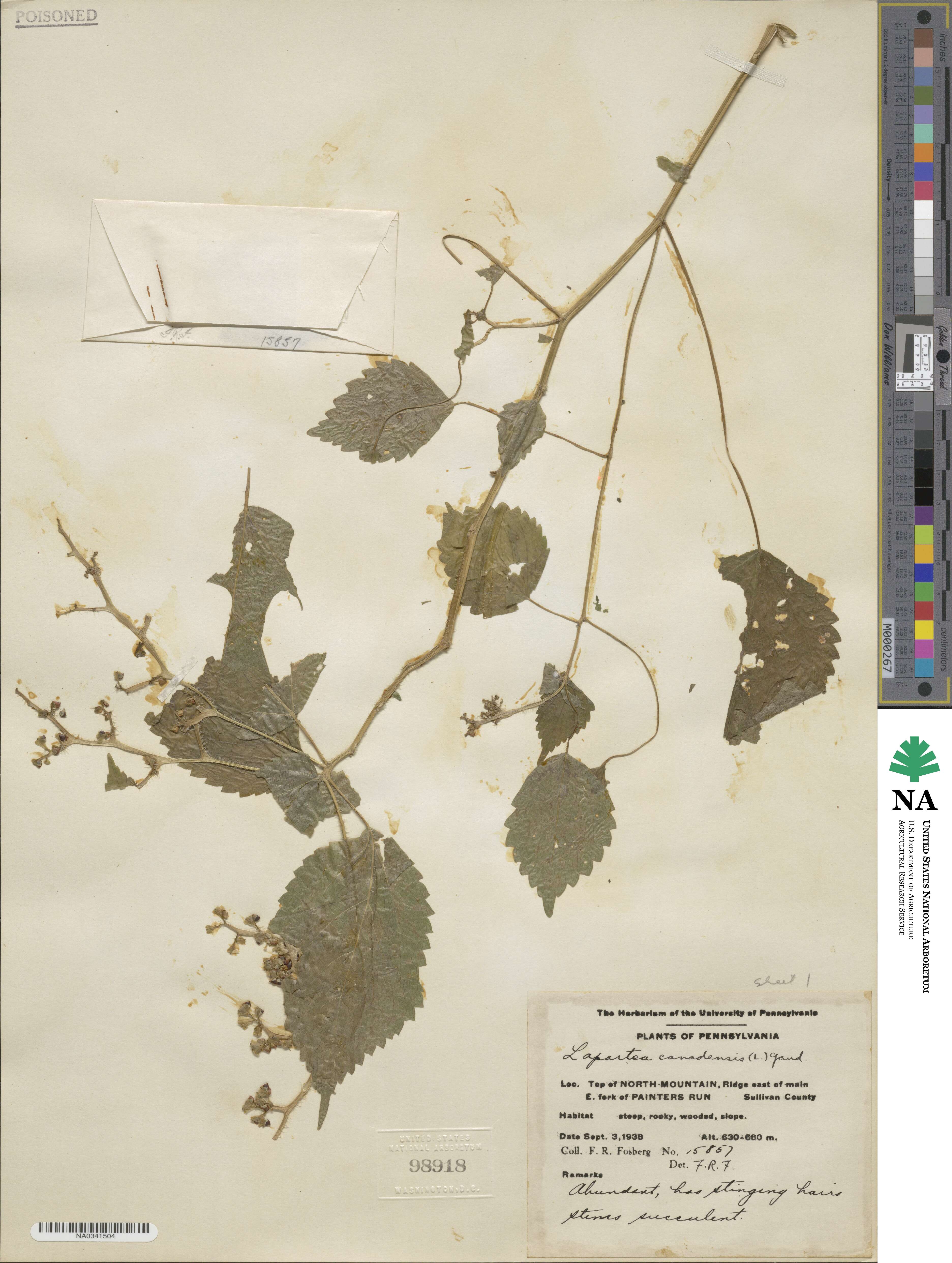 Laportea canadensis image