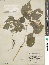 Laportea canadensis image