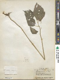 Laportea canadensis image