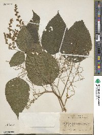 Laportea canadensis image