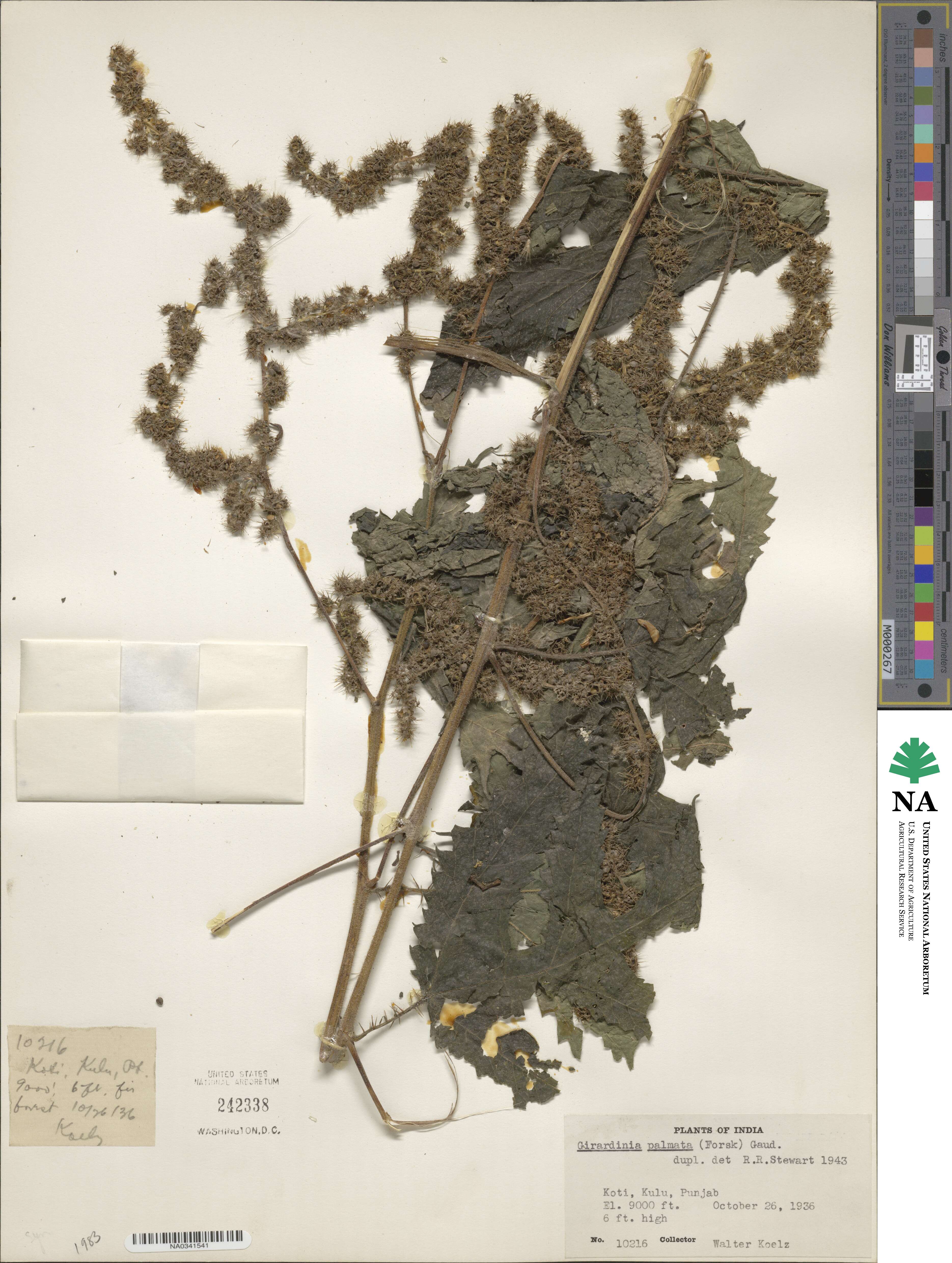 Girardinia diversifolia subsp. diversifolia image