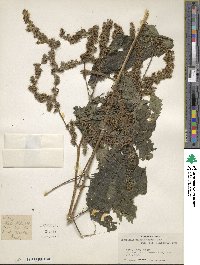 Girardinia diversifolia subsp. diversifolia image