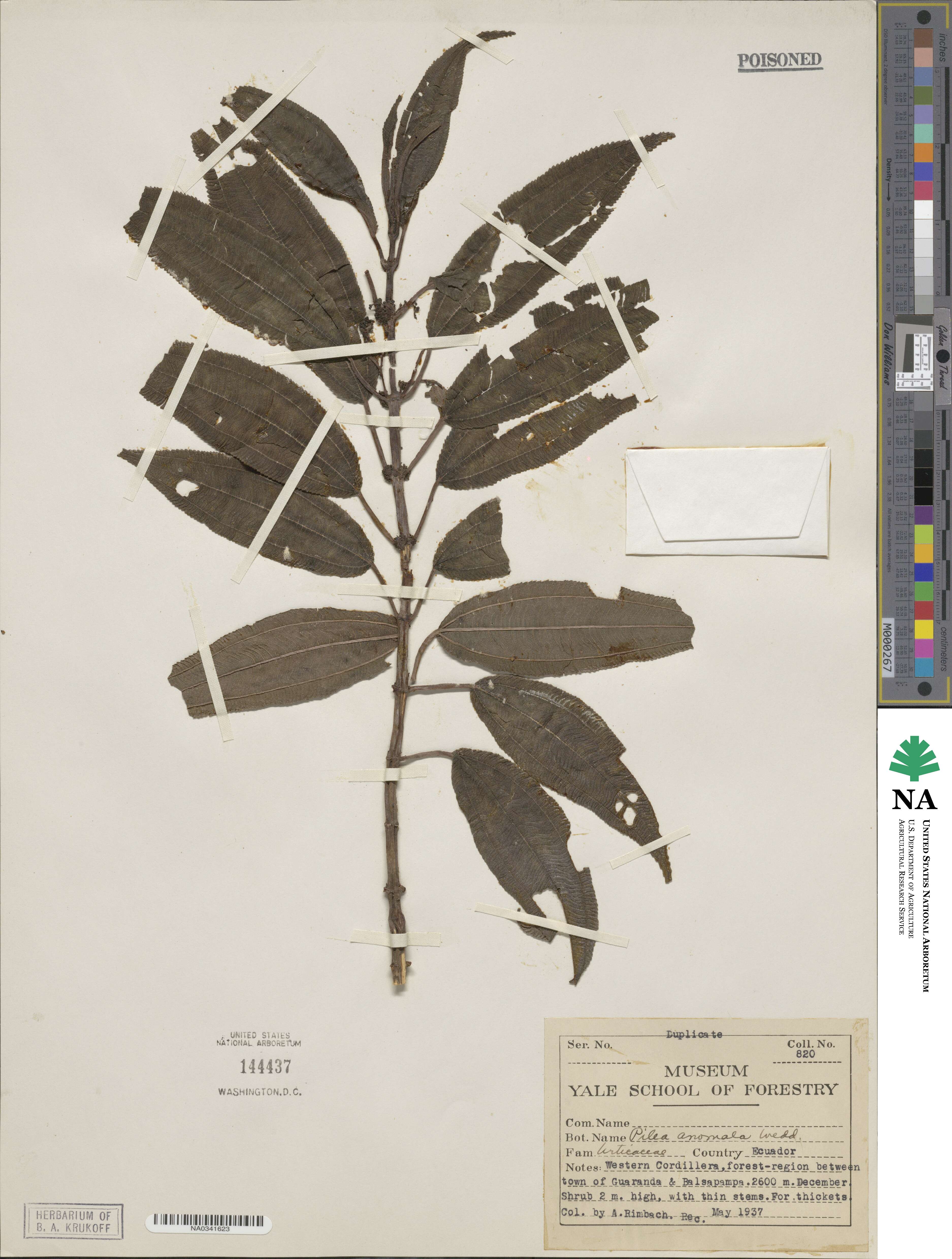 Pilea multiflora image