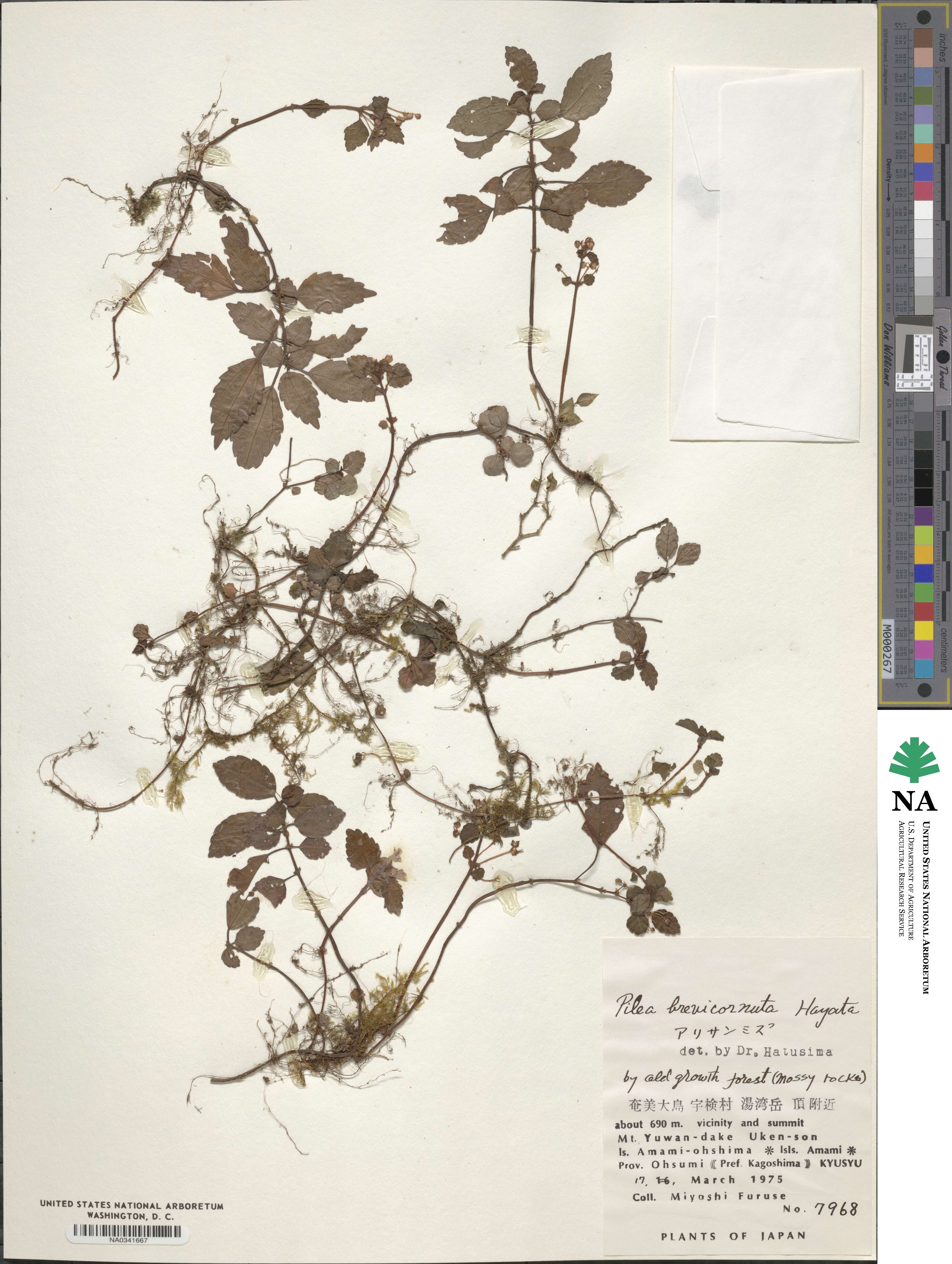 Pilea aquarum subsp. brevicornuta image