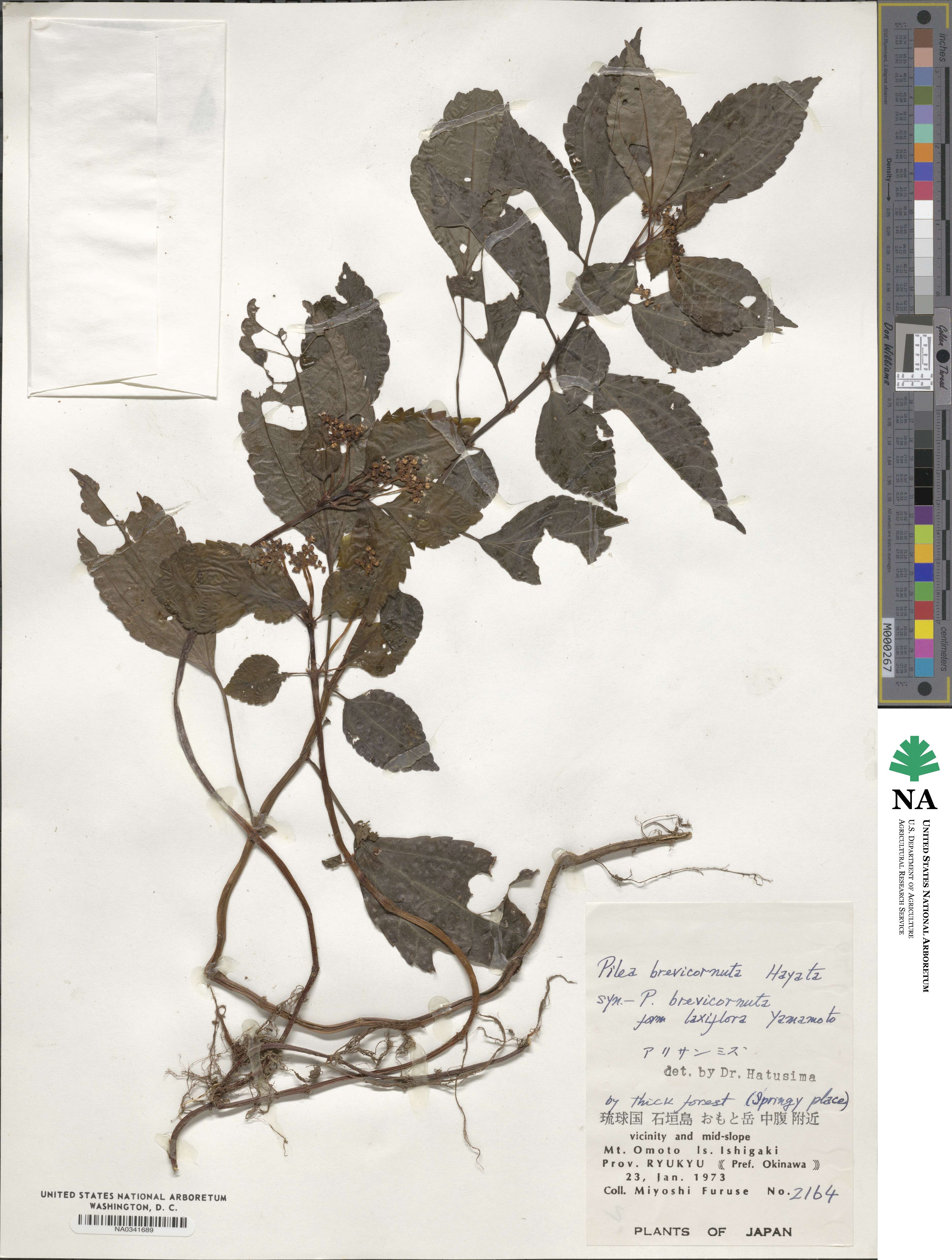 Pilea aquarum subsp. brevicornuta image