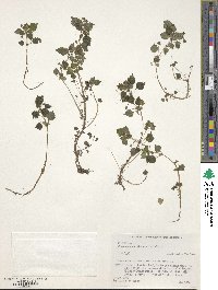 Achudemia japonica image