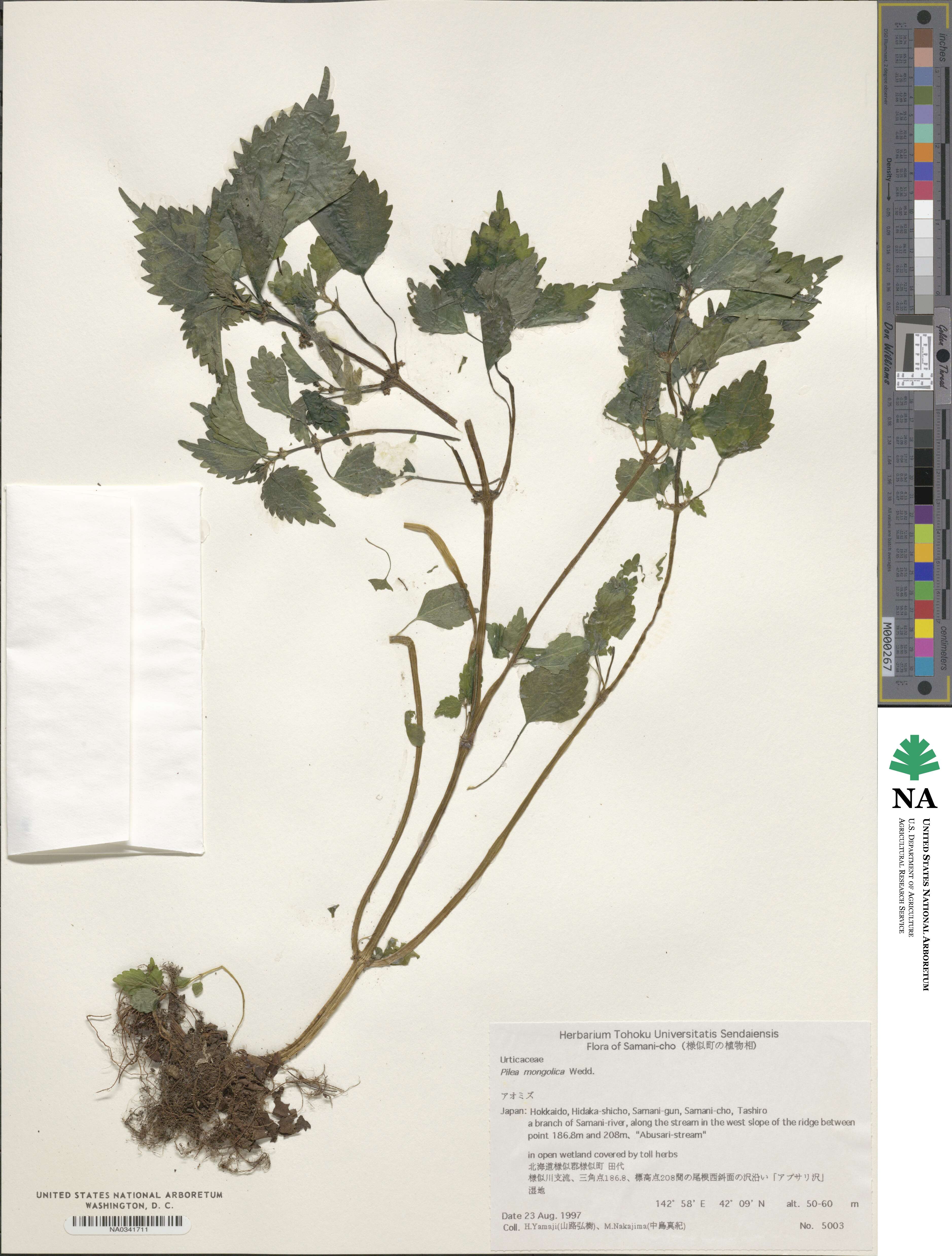 Pilea pumila image