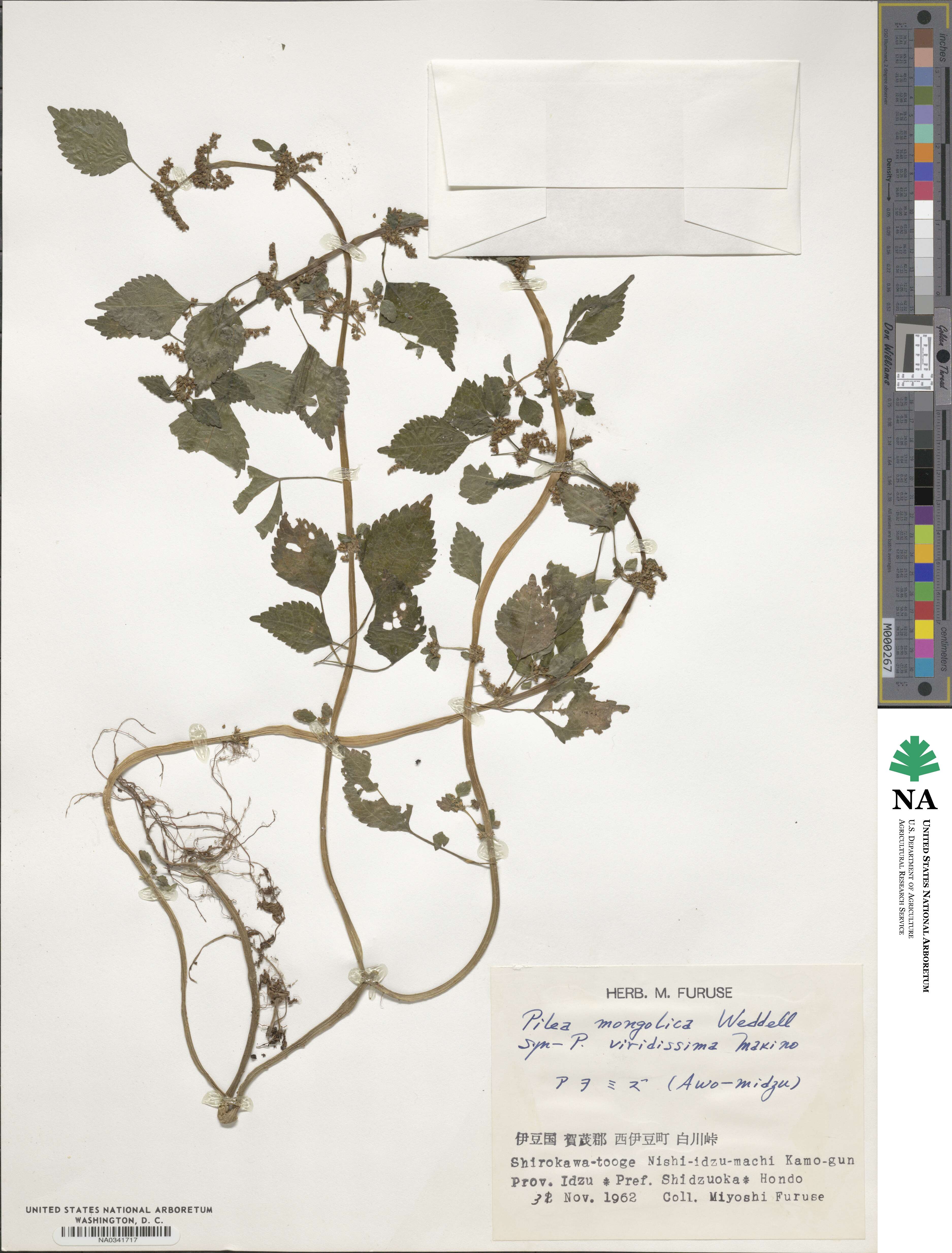 Pilea pumila image