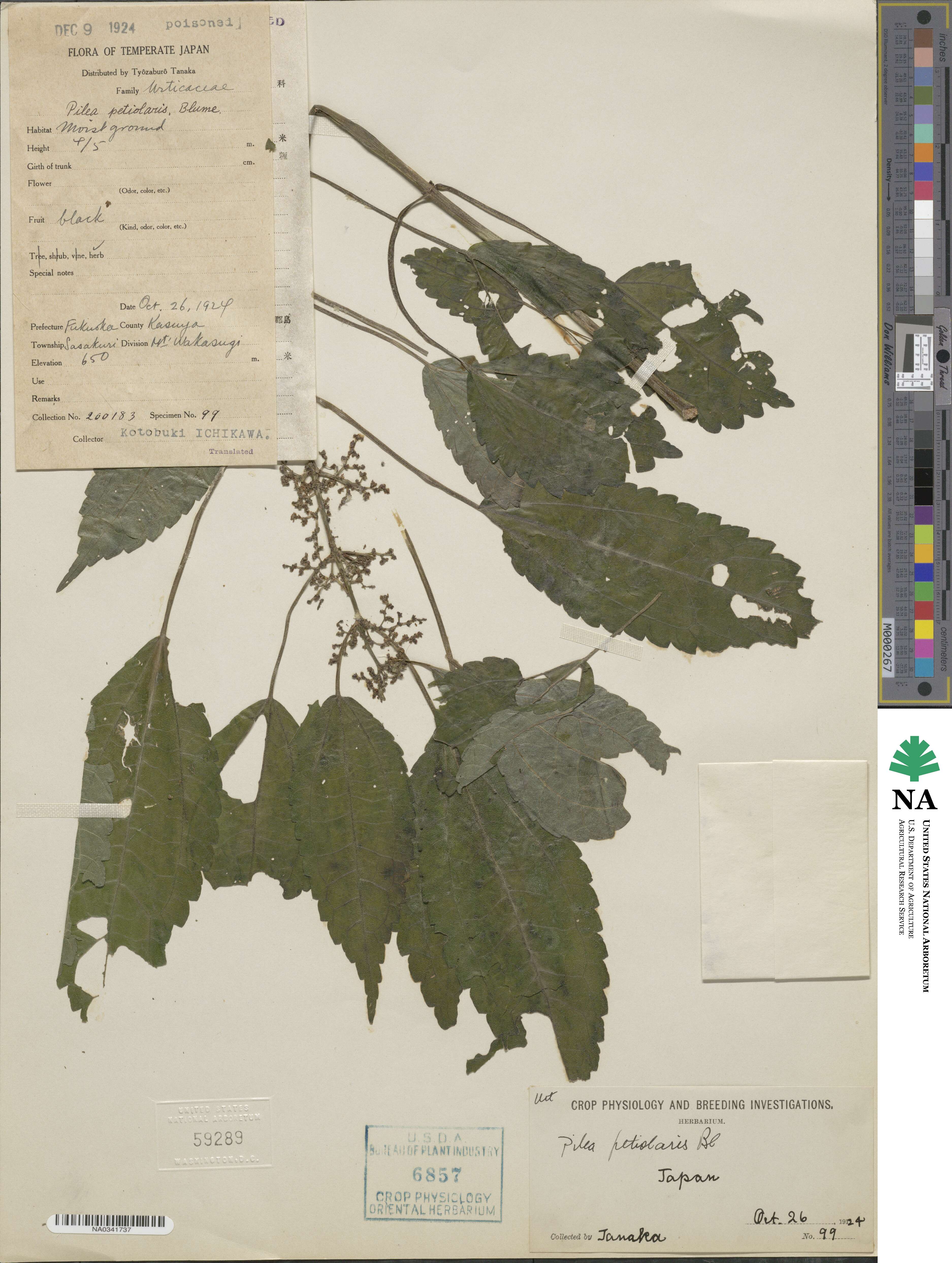 Pilea angulata subsp. petiolaris image