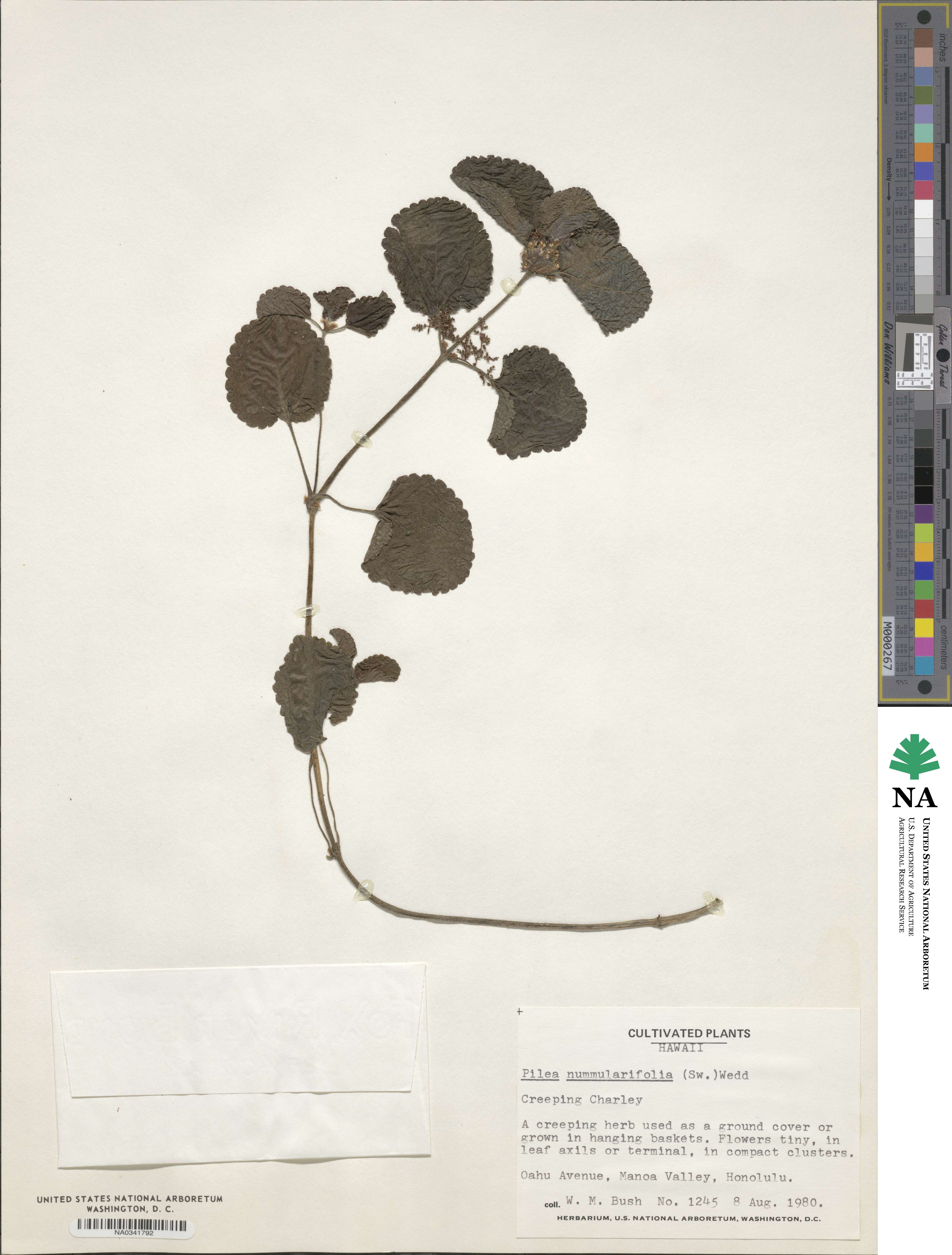 Pilea inaequalis image