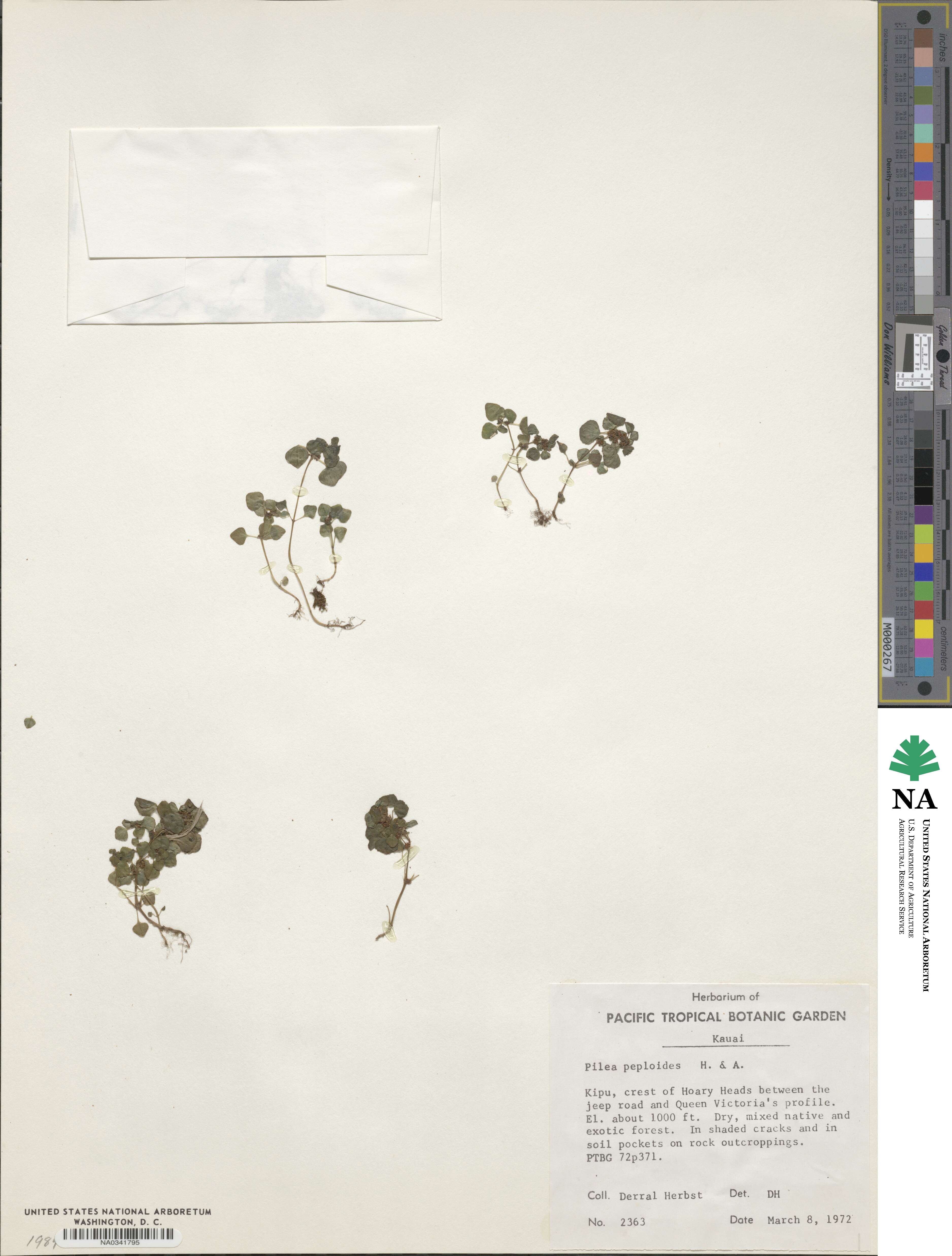 Pilea peploides image