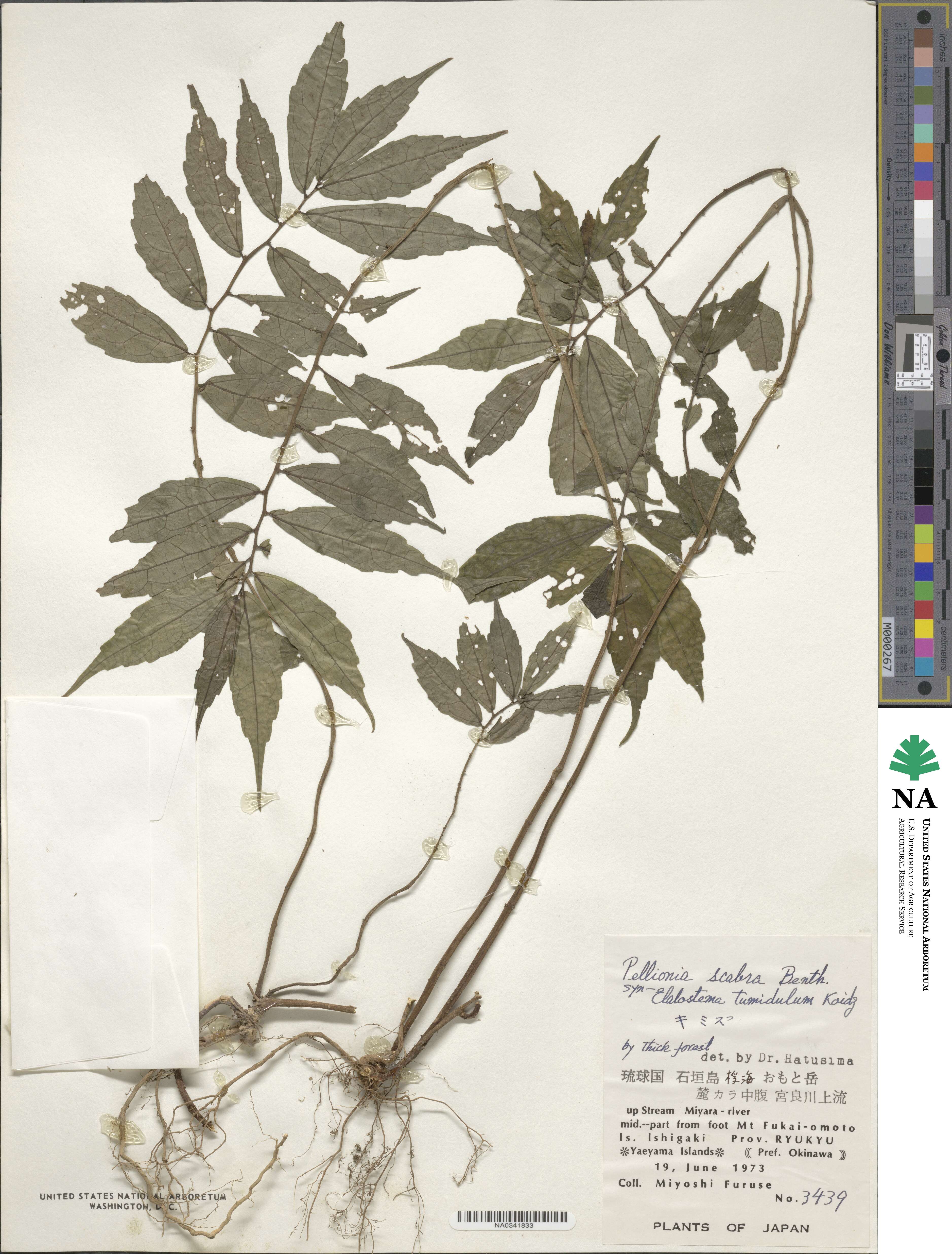 Elatostema scabrum image