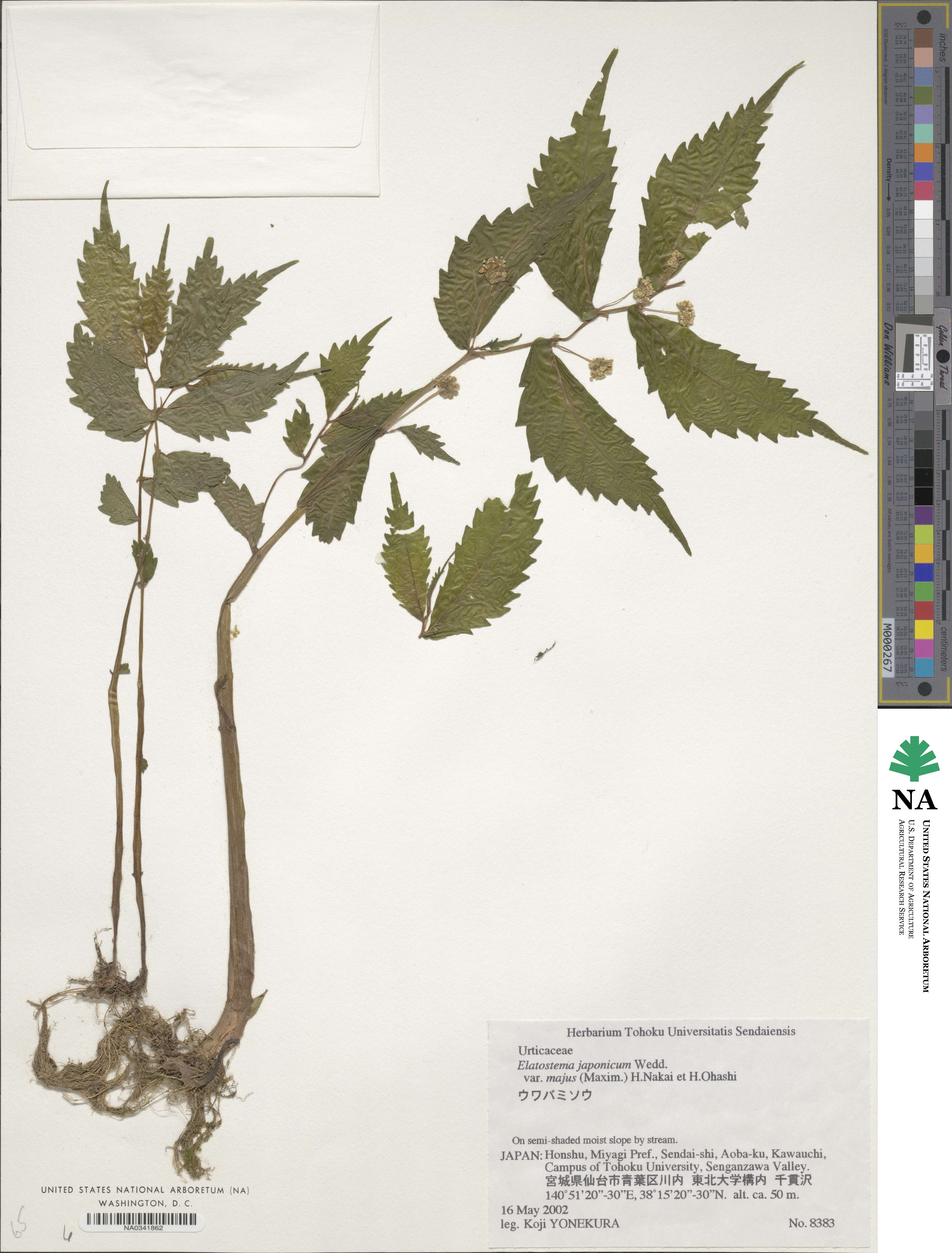 Elatostema japonicum image