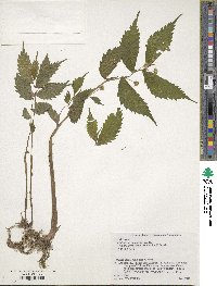 Elatostema japonicum image