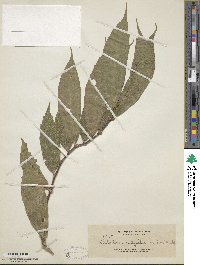 Elatostema integrifolium image