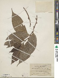 Elatostema integrifolium image