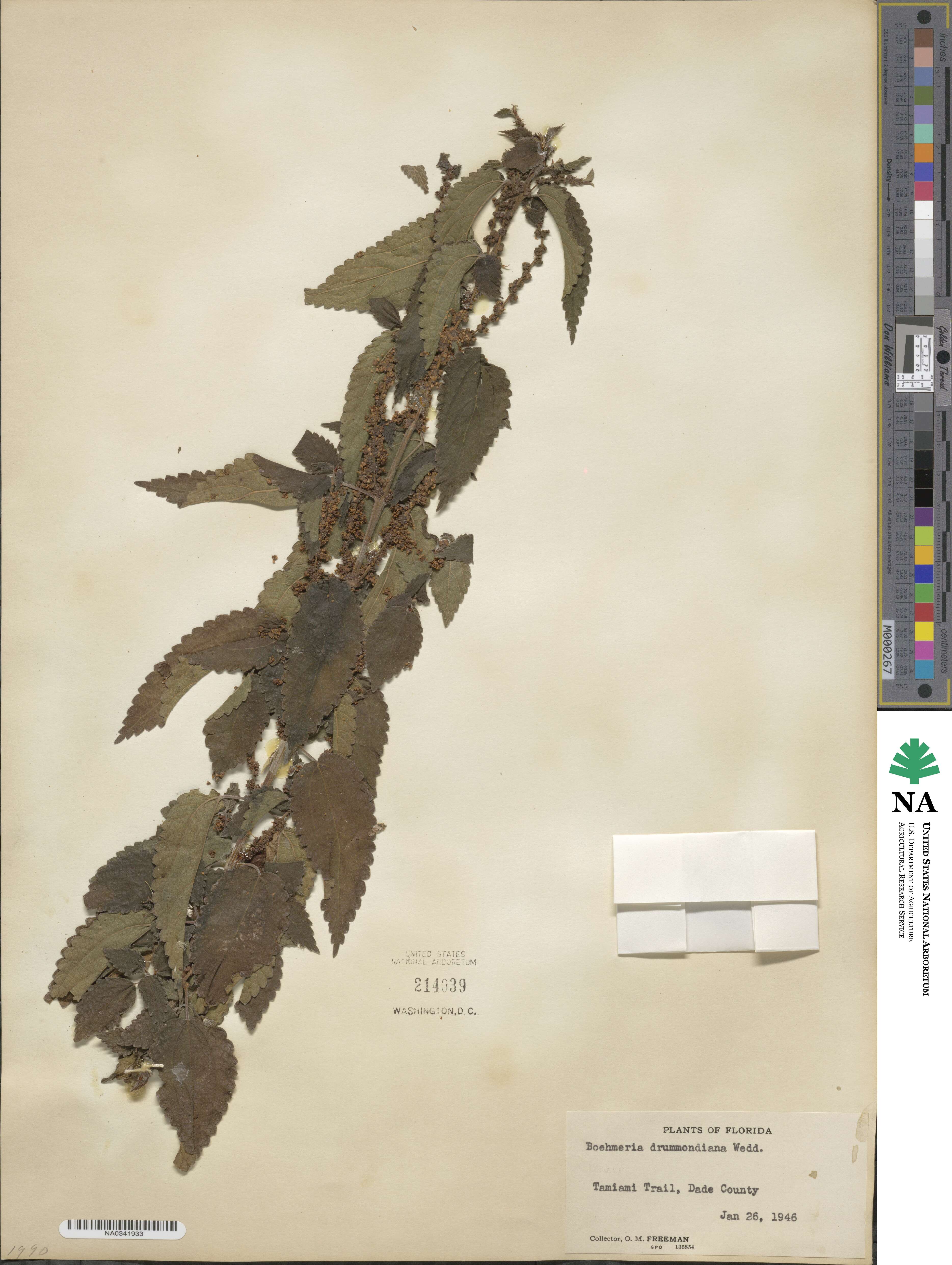 Boehmeria cylindrica image