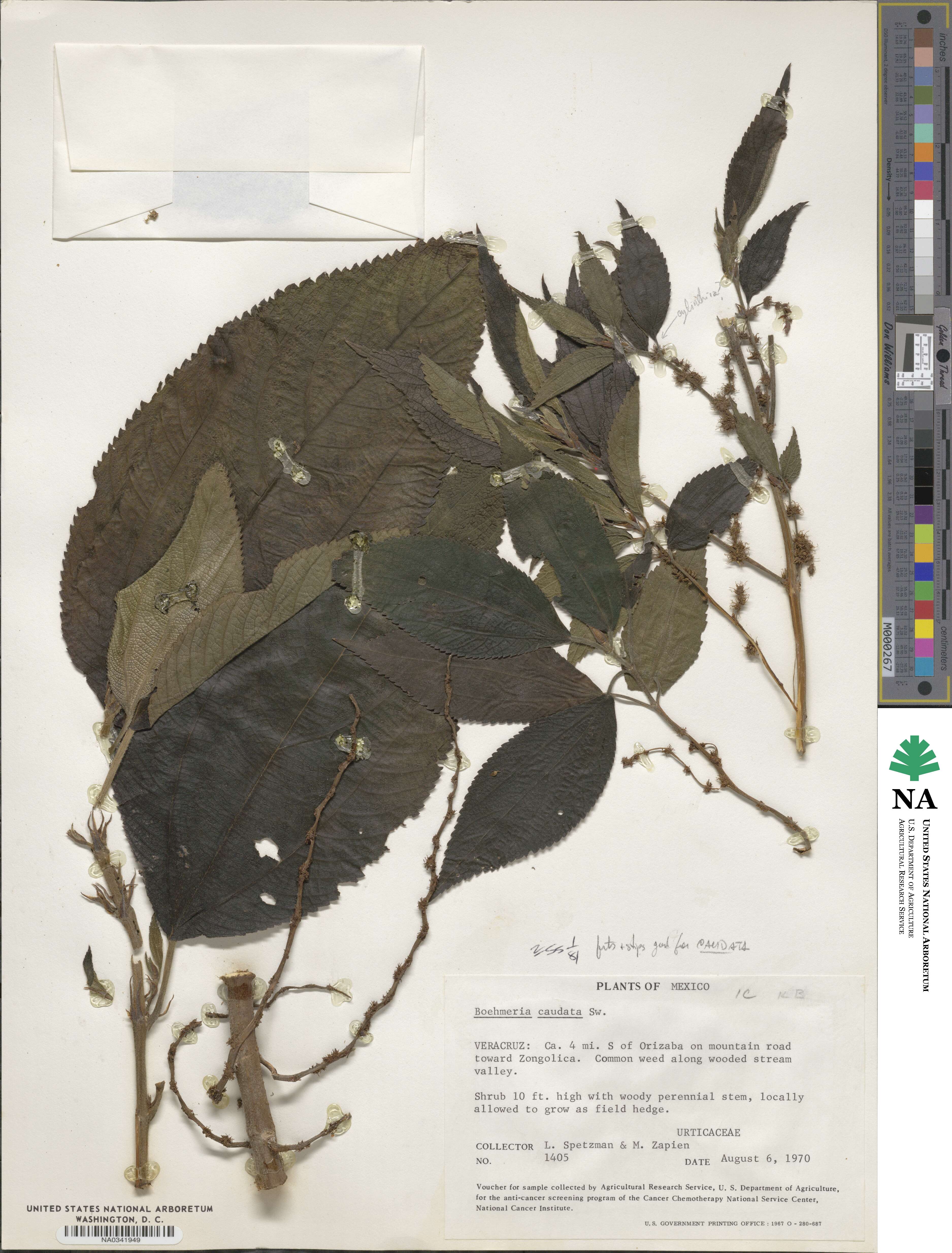 Boehmeria caudata image