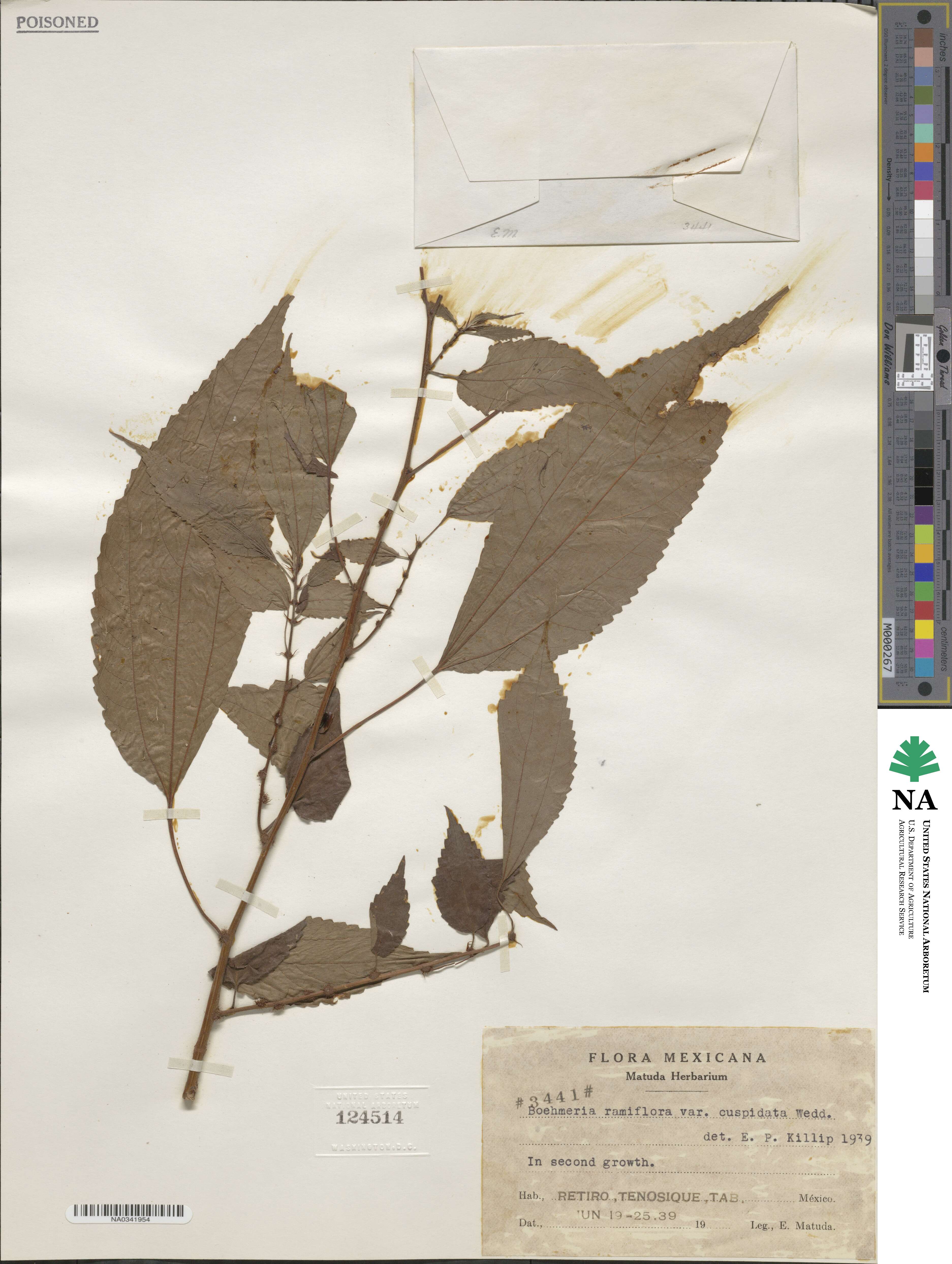 Boehmeria ramiflora image