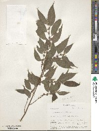 Boehmeria ulmifolia image