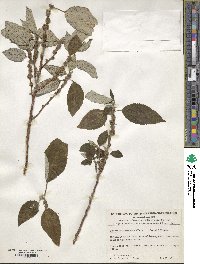 Boehmeria excelsa image