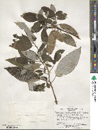 Boehmeria excelsa image