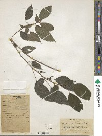 Boehmeria ulmifolia image