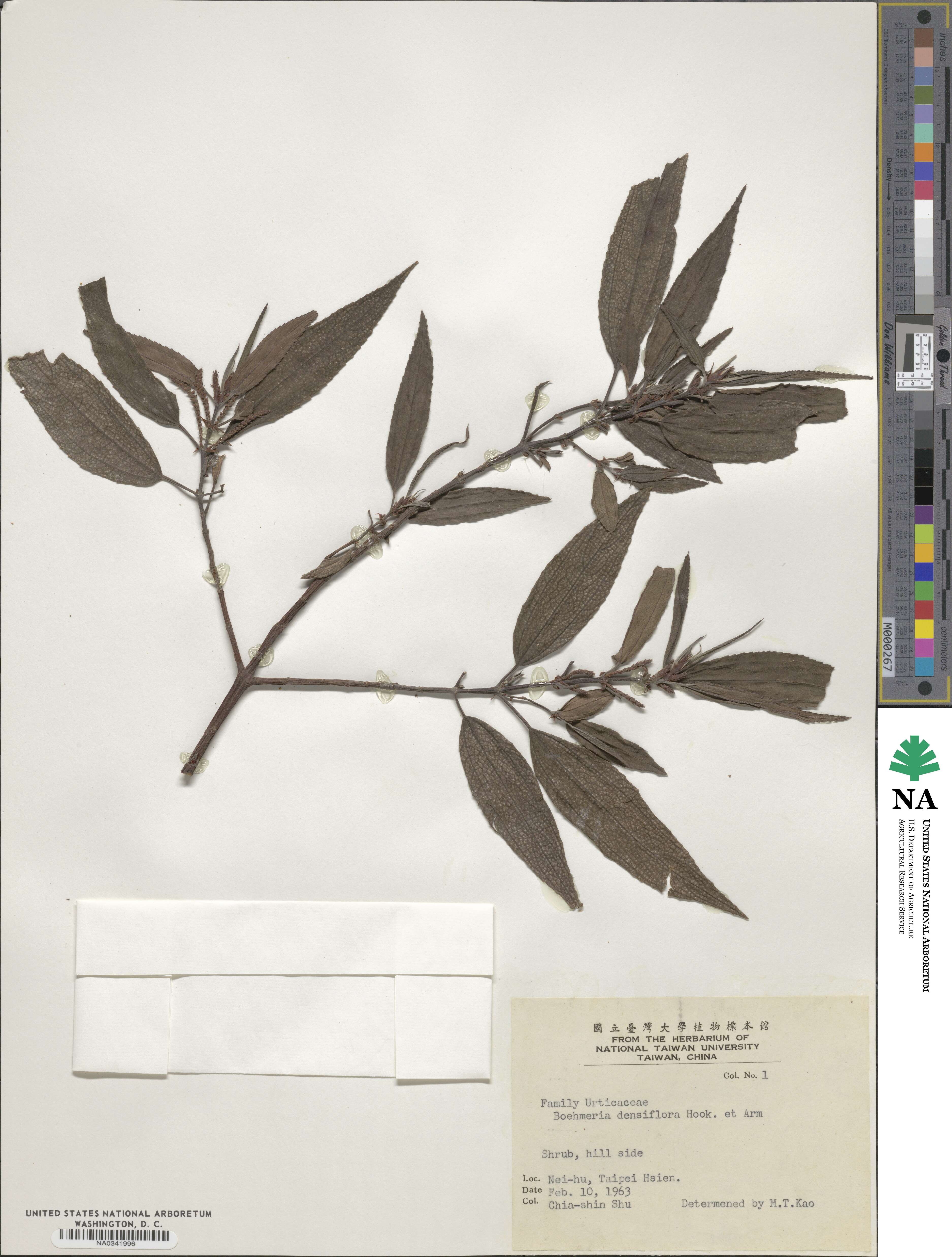 Boehmeria densiflora image