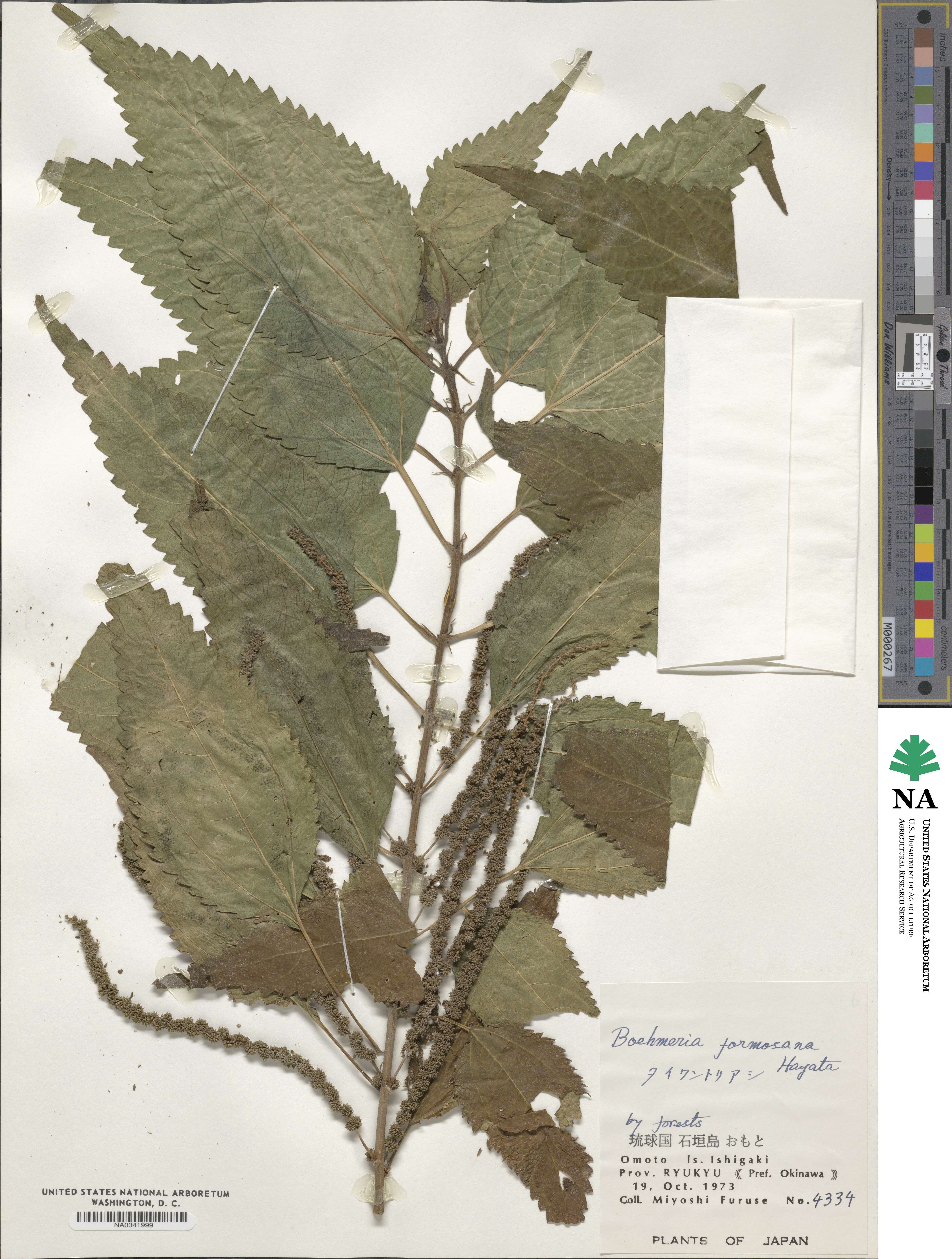 Boehmeria sieboldiana image