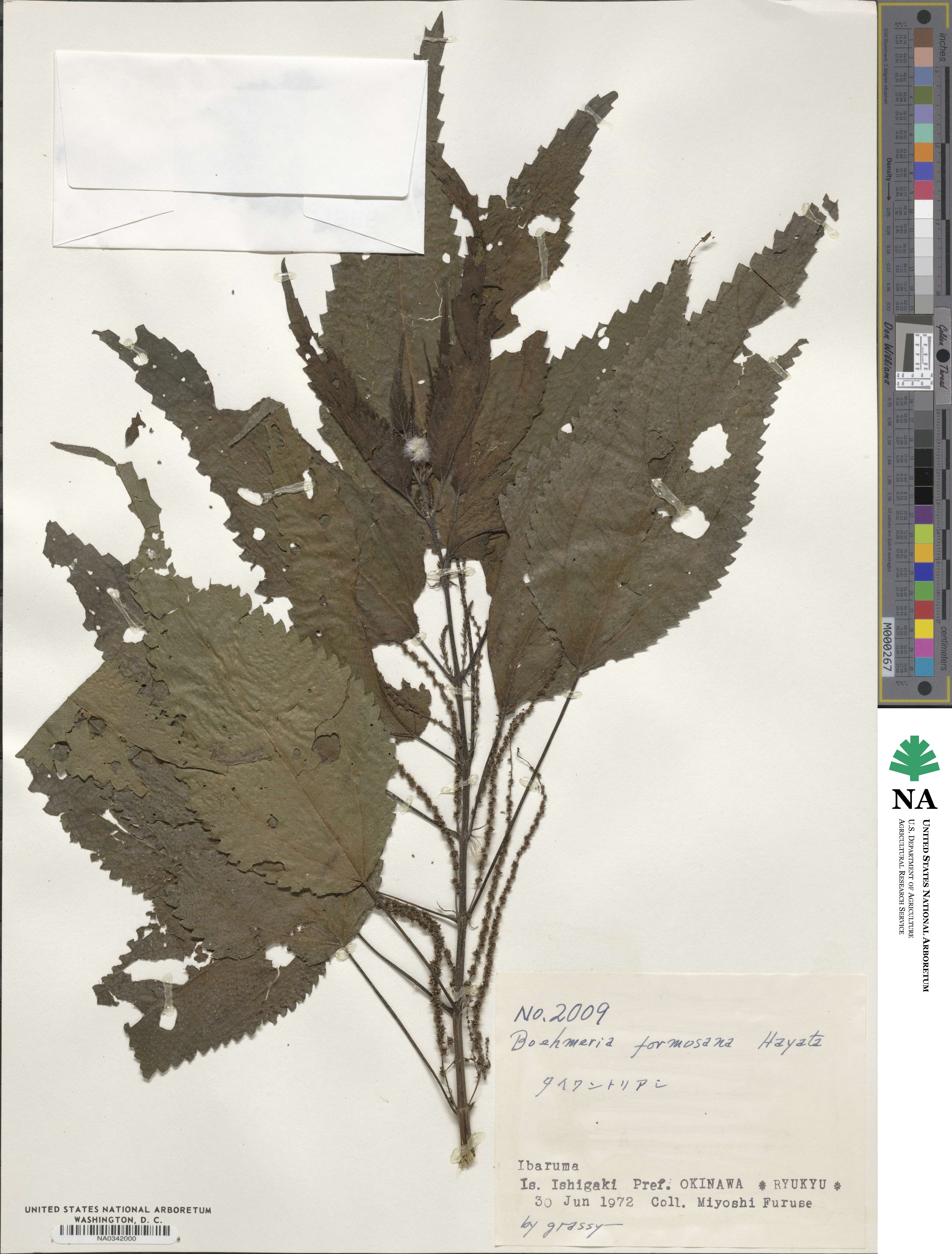 Boehmeria sieboldiana image